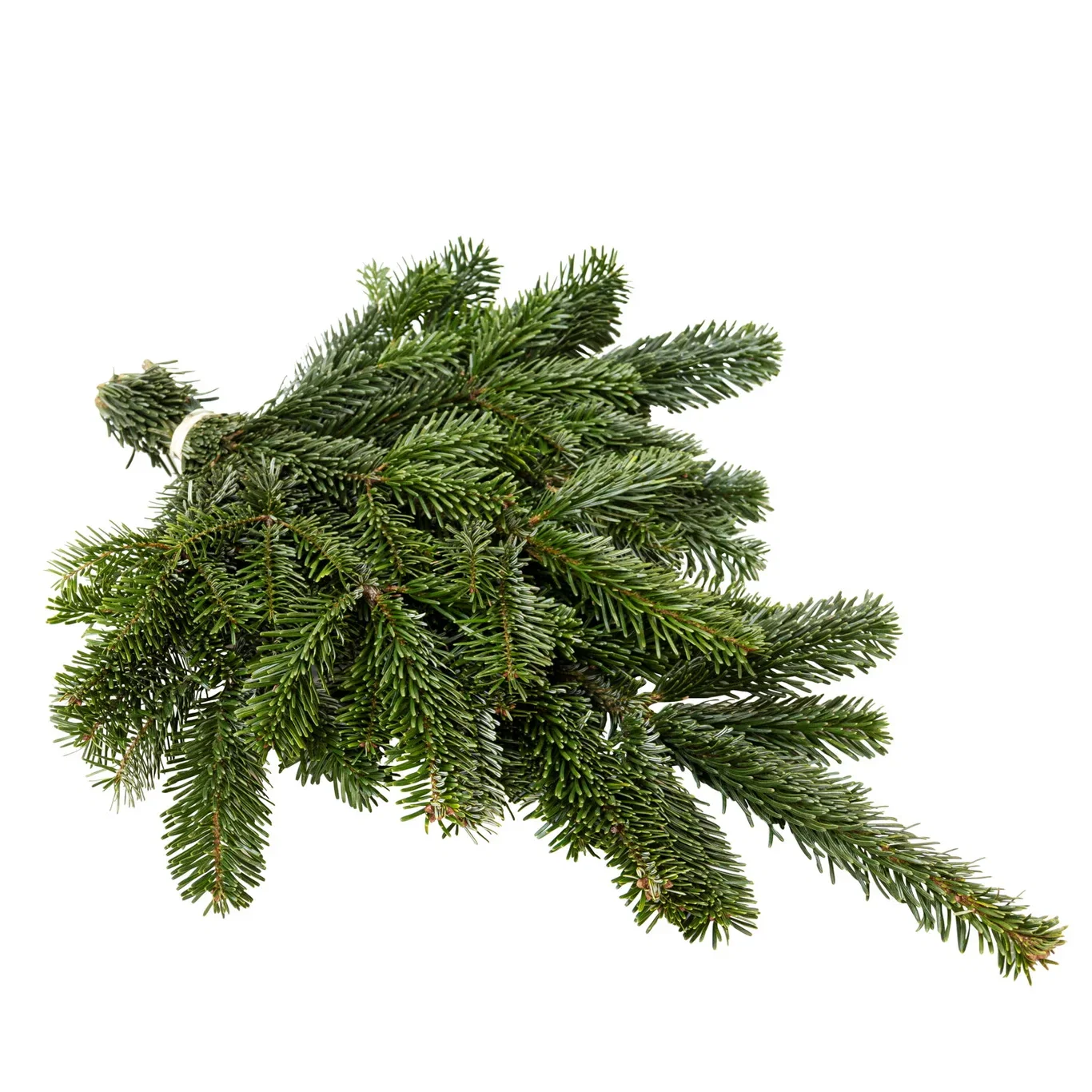 Granbar nordmannsgran