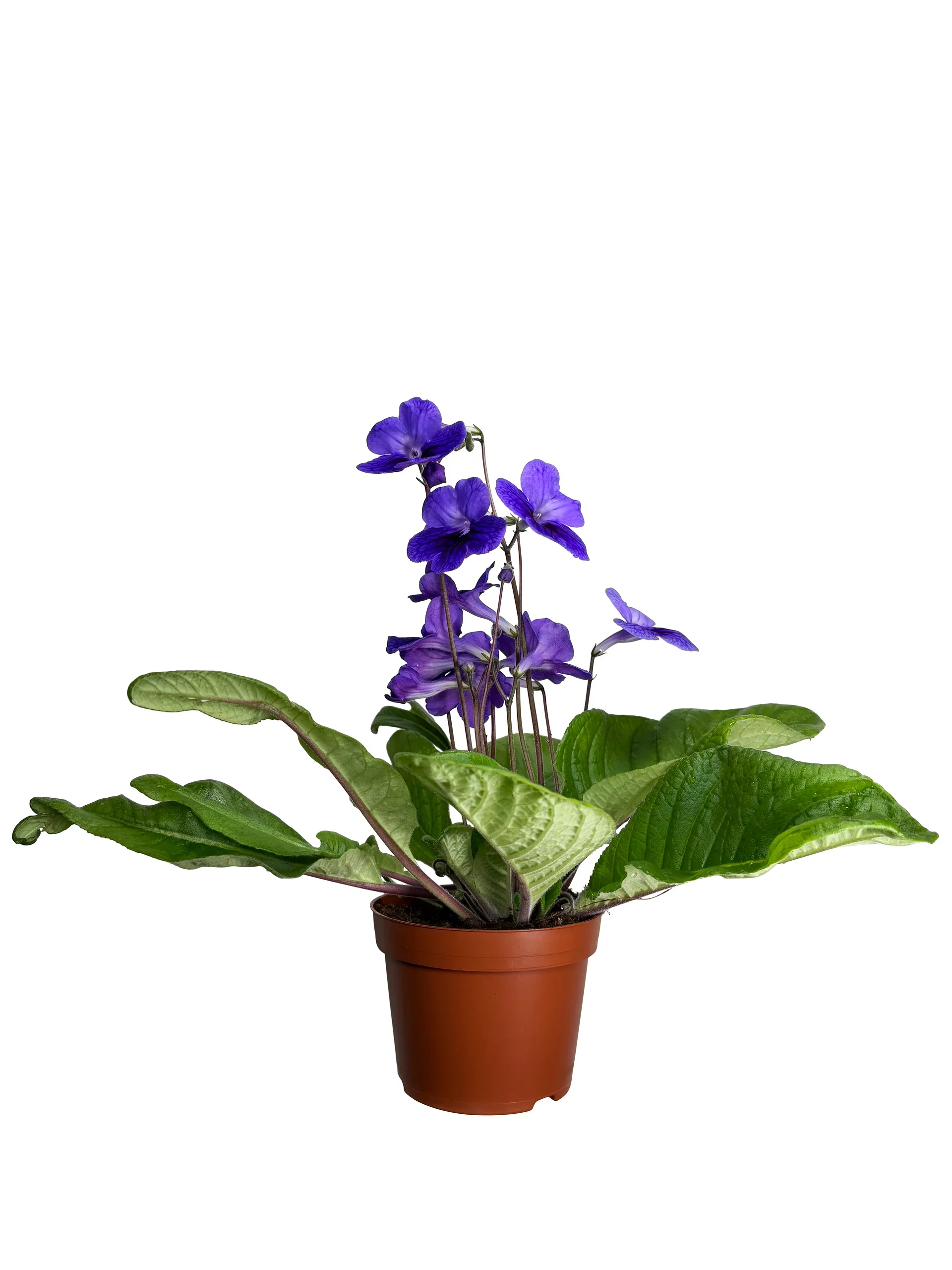 Streptocarpus x hybridus Mix