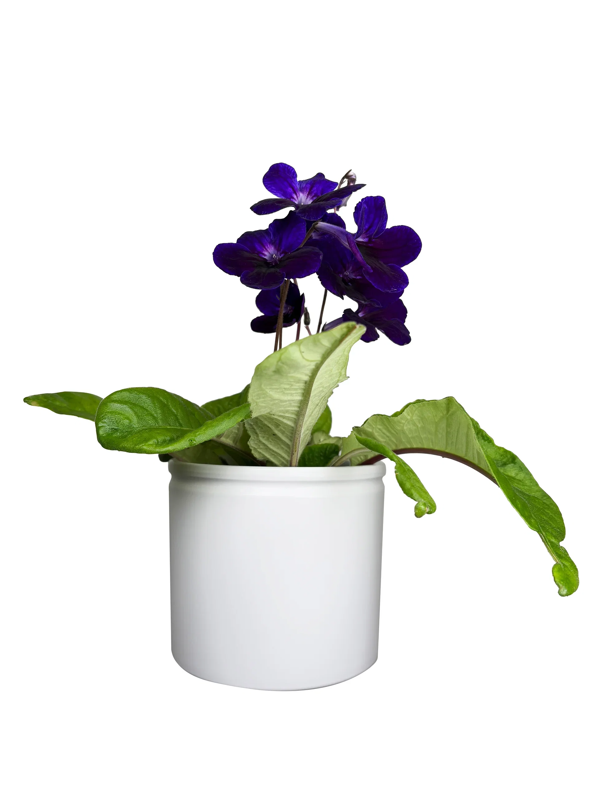 Streptocarpus x hybridus Mix