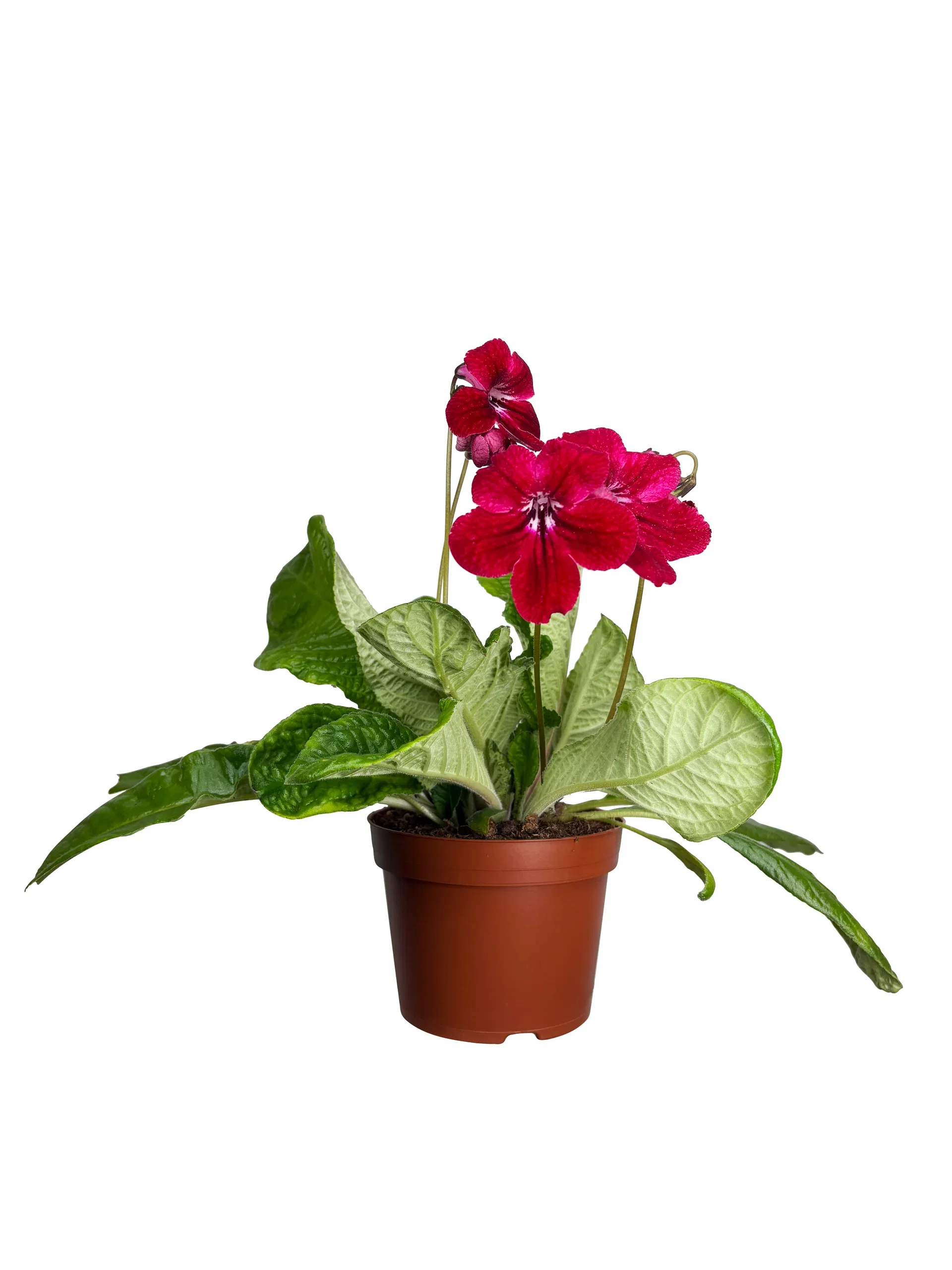 Streptocarpus x hybridus Mix