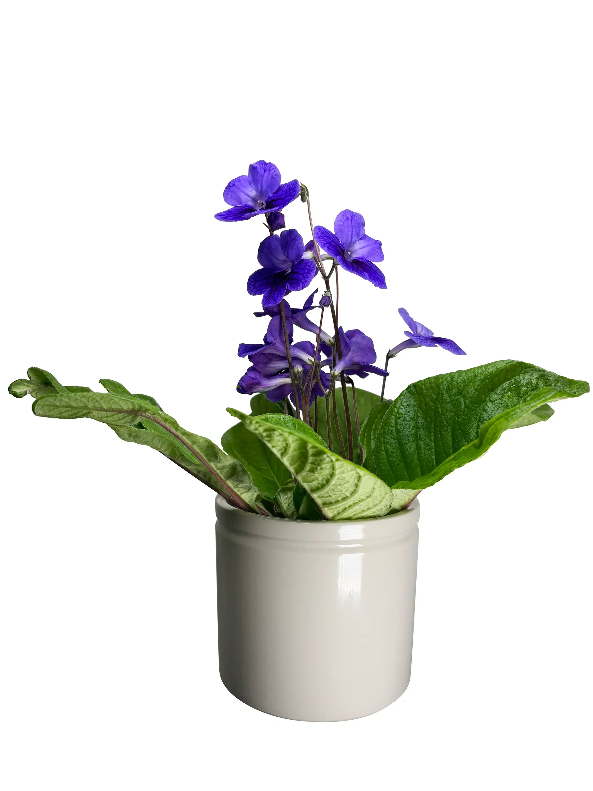 Streptocarpus x hybridus Mix