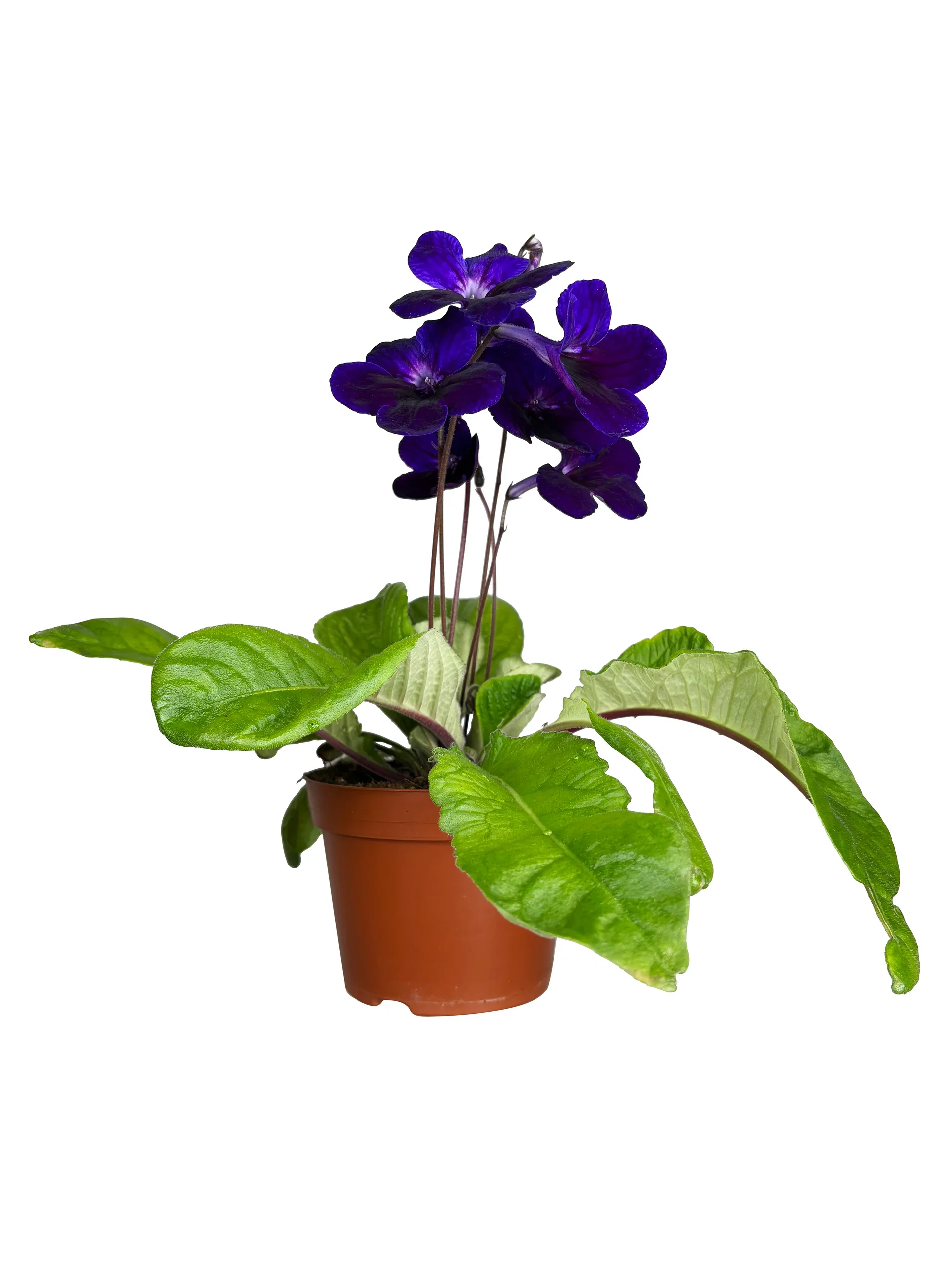 Streptocarpus x hybridus Mix