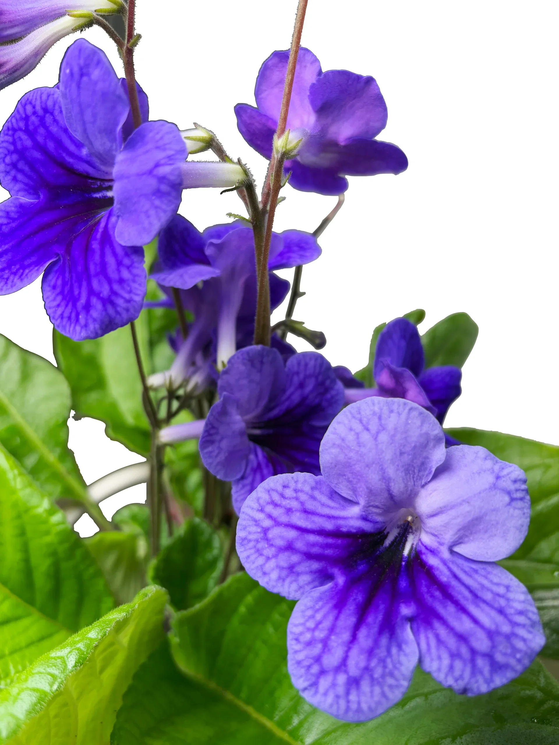 Streptocarpus x hybridus Mix