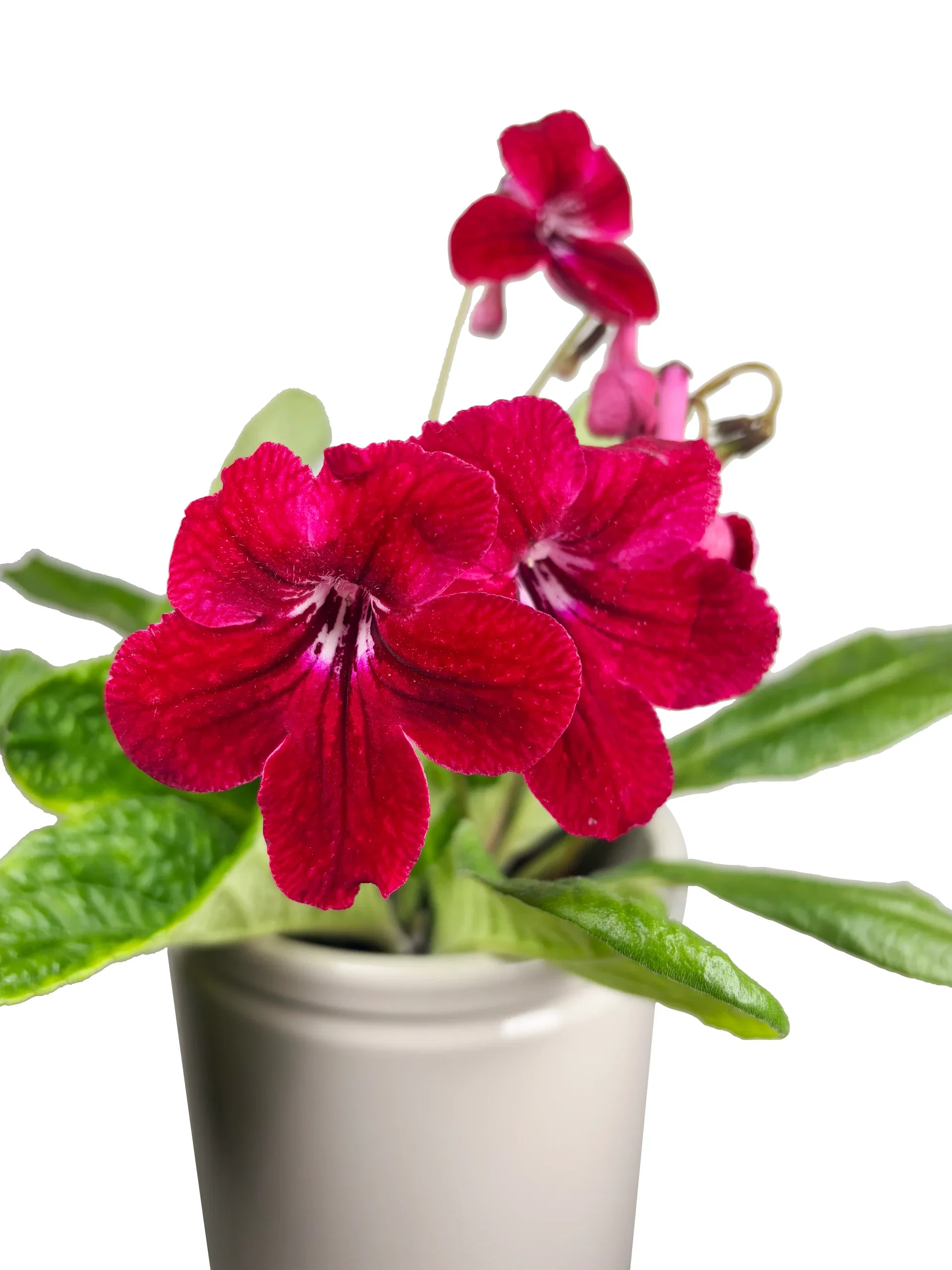 Streptocarpus x hybridus Mix