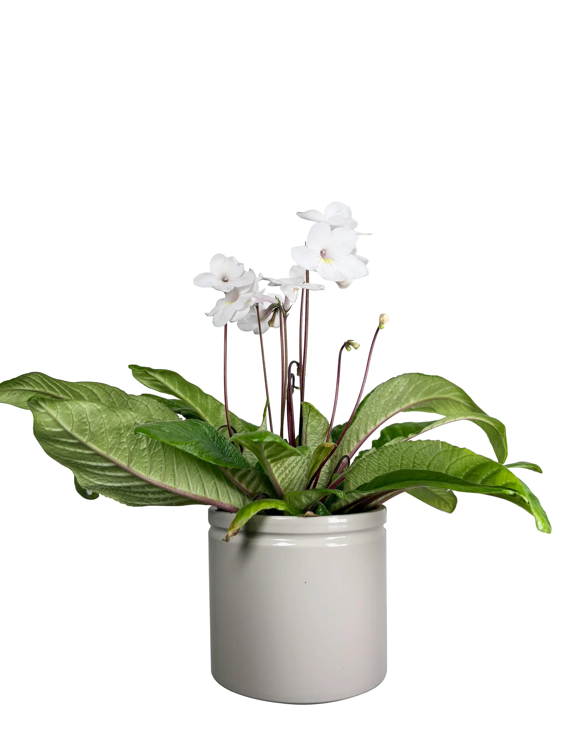 Streptocarpus x hybridus Mix