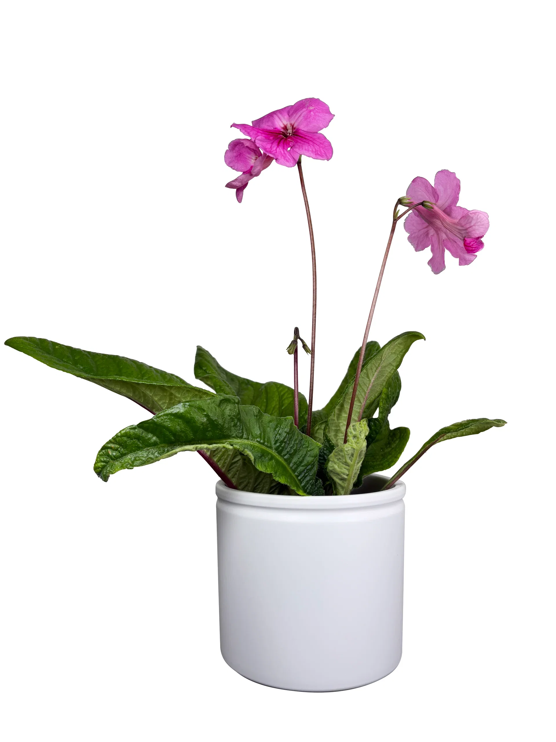 Streptocarpus x hybridus Mix