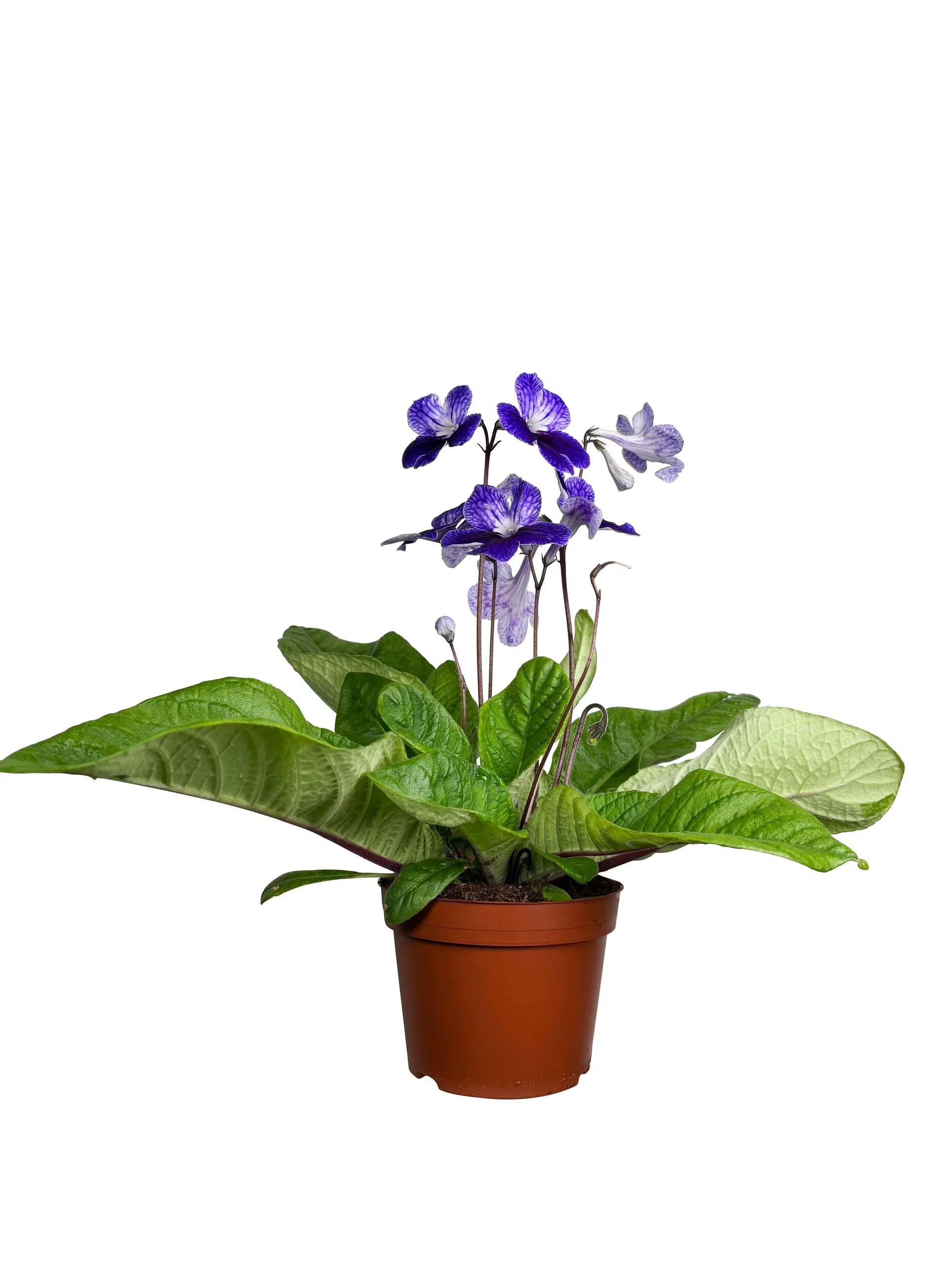 Streptocarpus x hybridus Mix