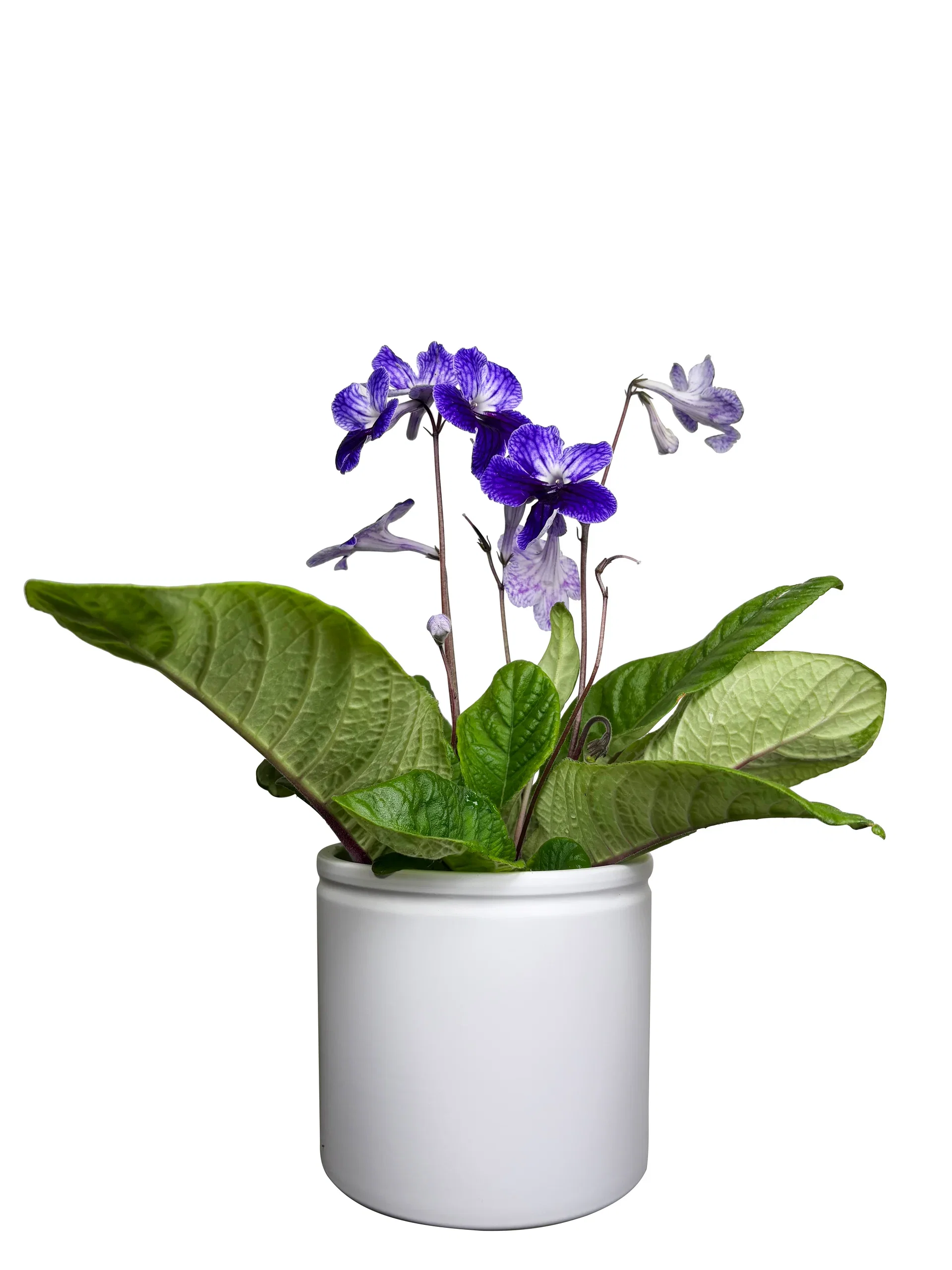 Streptocarpus x hybridus Mix