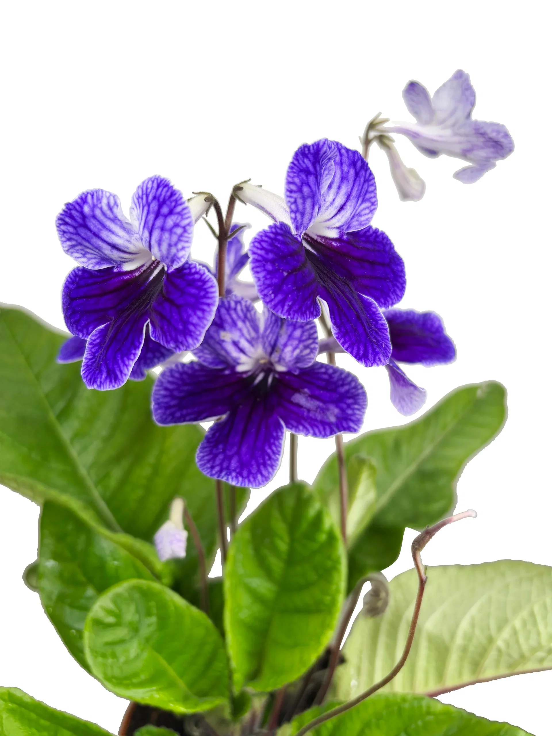 Streptocarpus x hybridus Mix