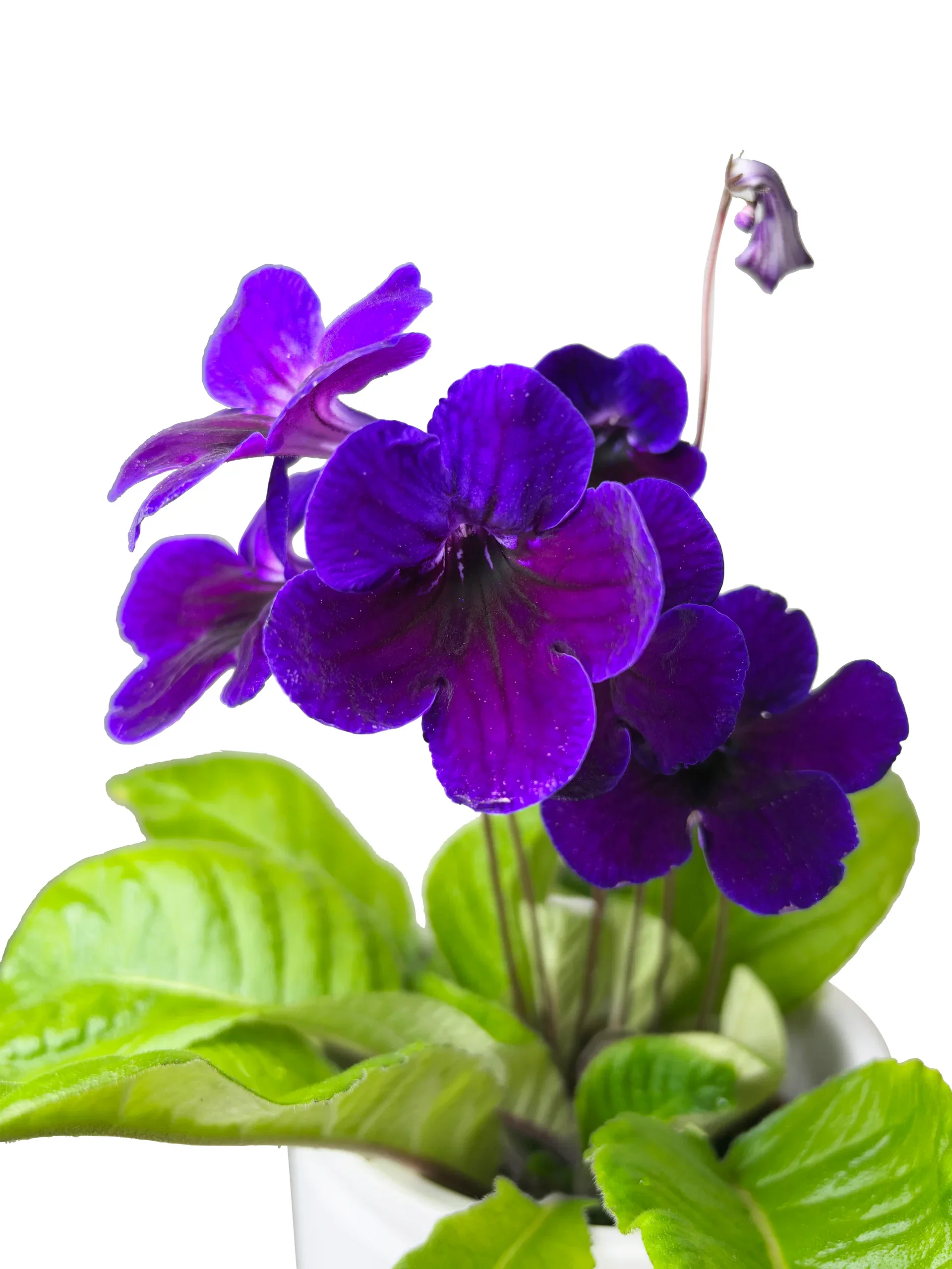 Streptocarpus x hybridus Mix