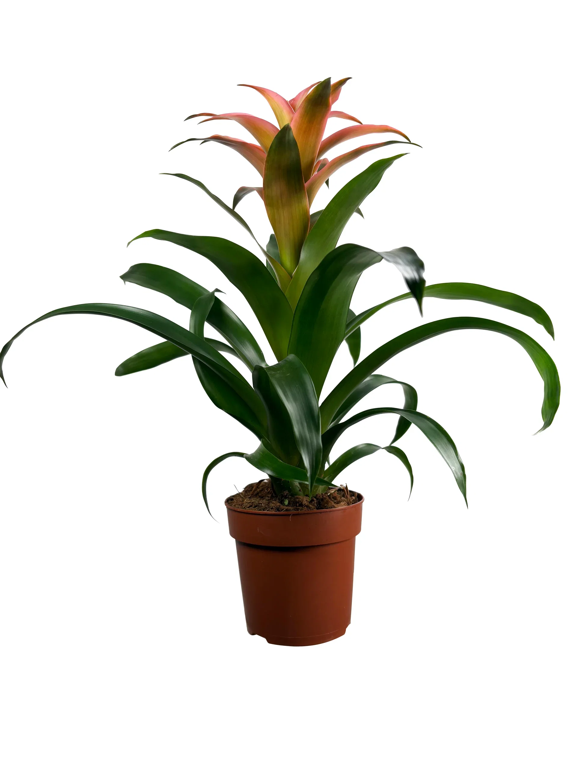 Guzmania mix