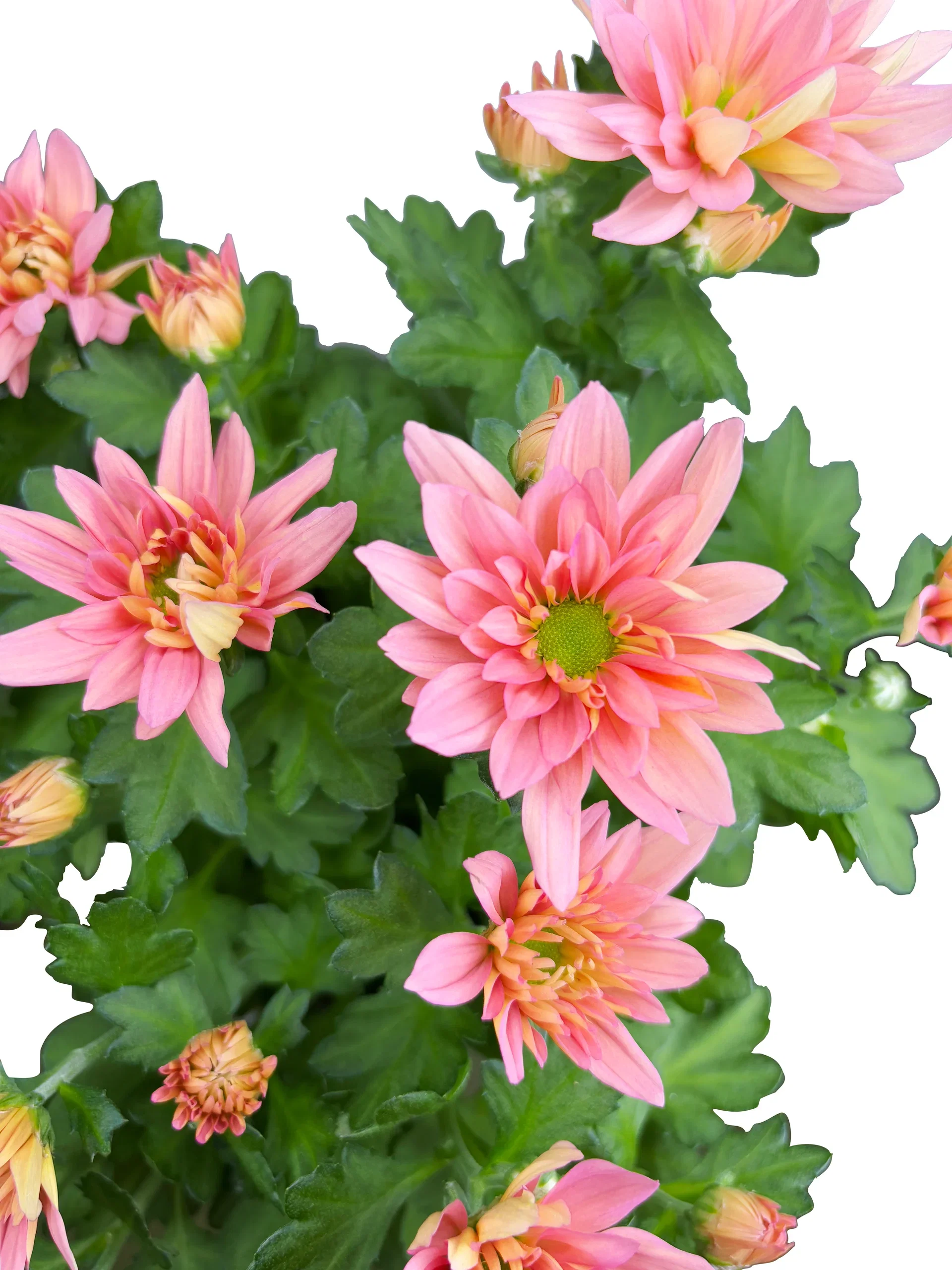 Chrysanthemum