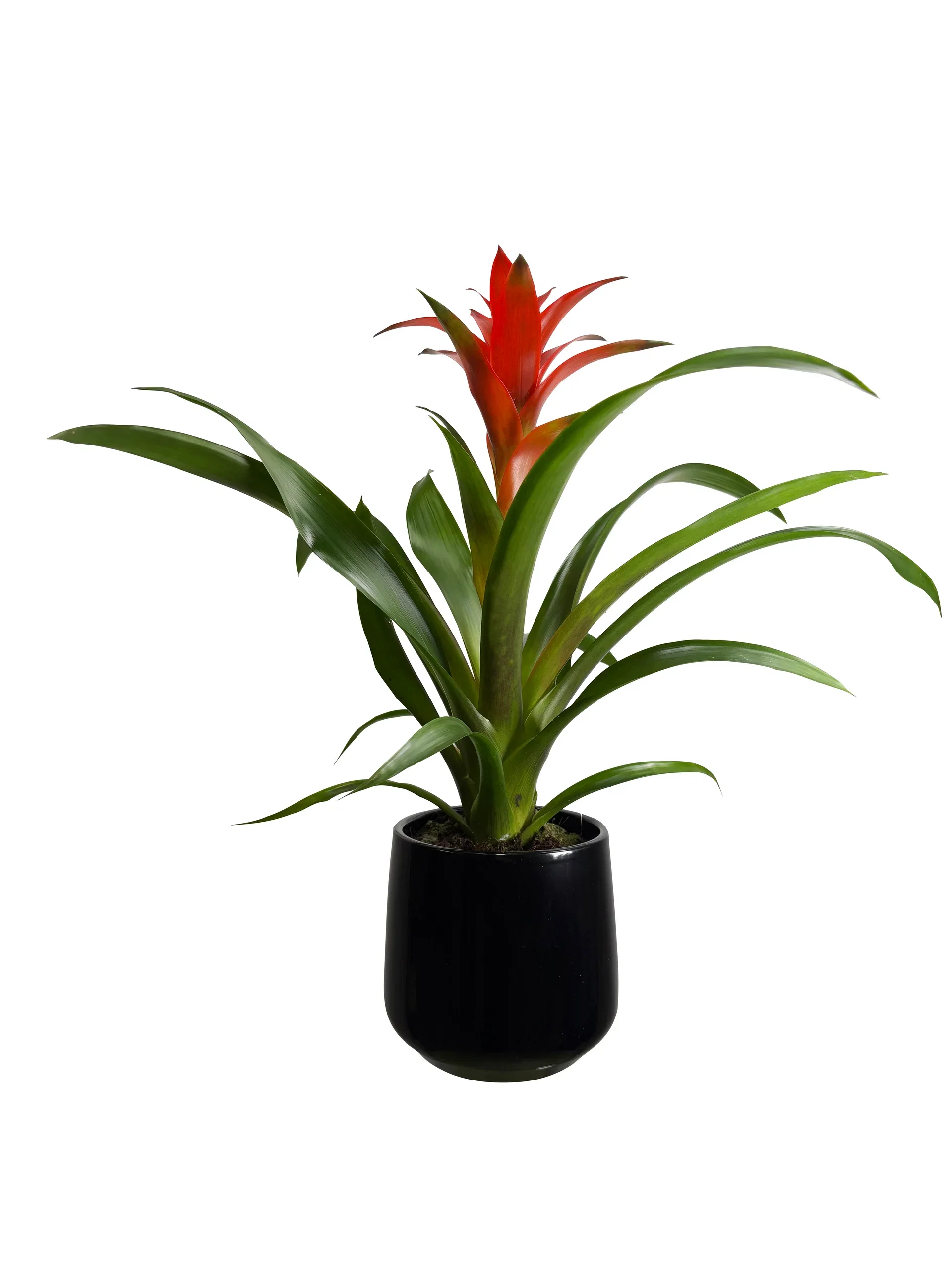 Guzmania mix