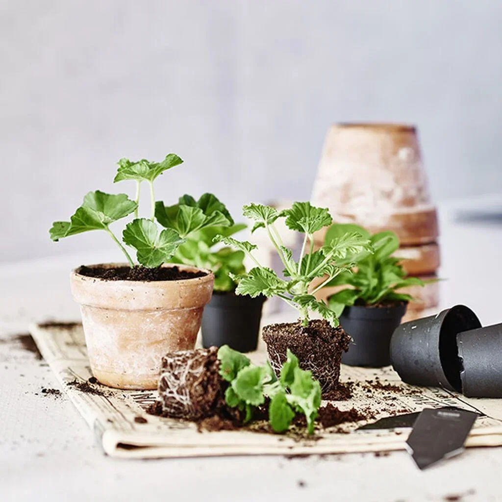 Ta stiklinger av potteplanter 