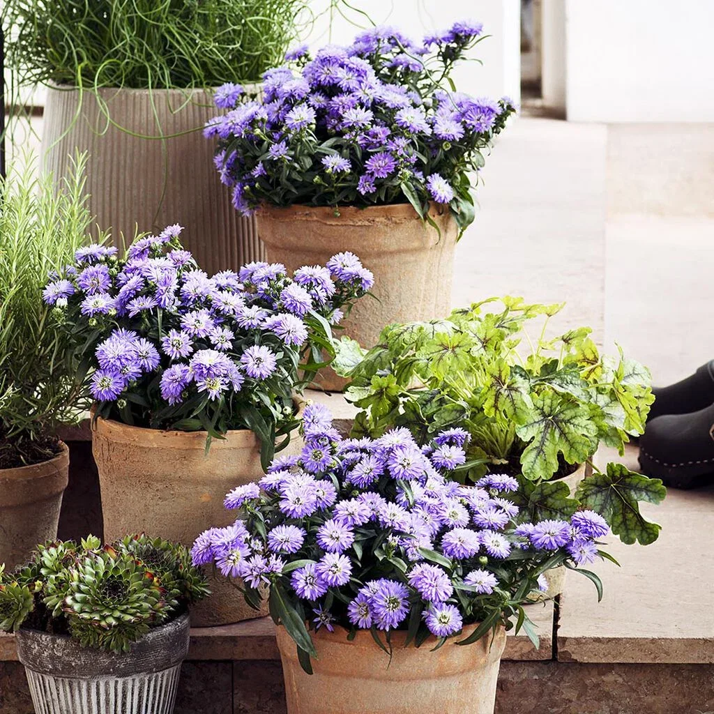 Aster - planting and care