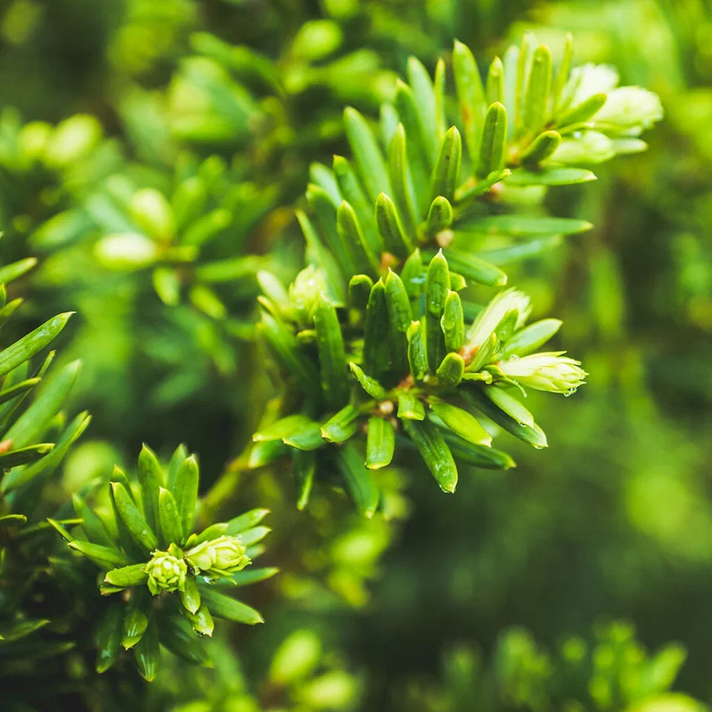Yew – planting and care