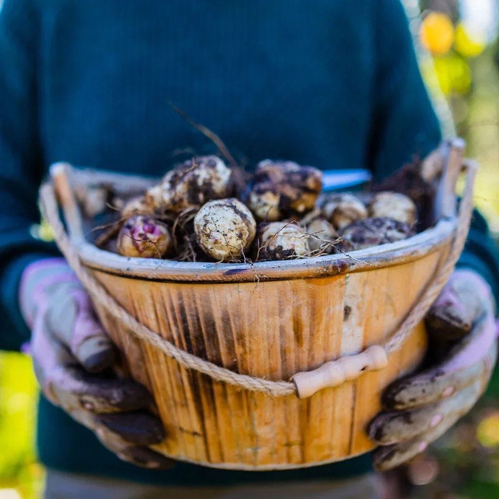 October - this is what you can sow and cultivate