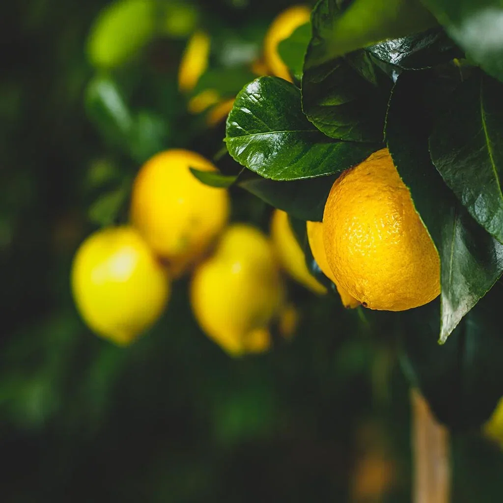 Lemon tree