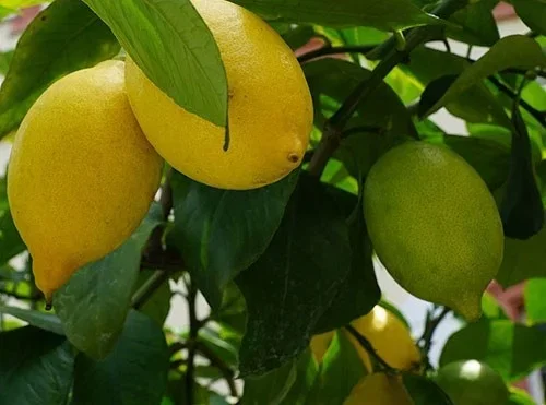 Lemon tree
