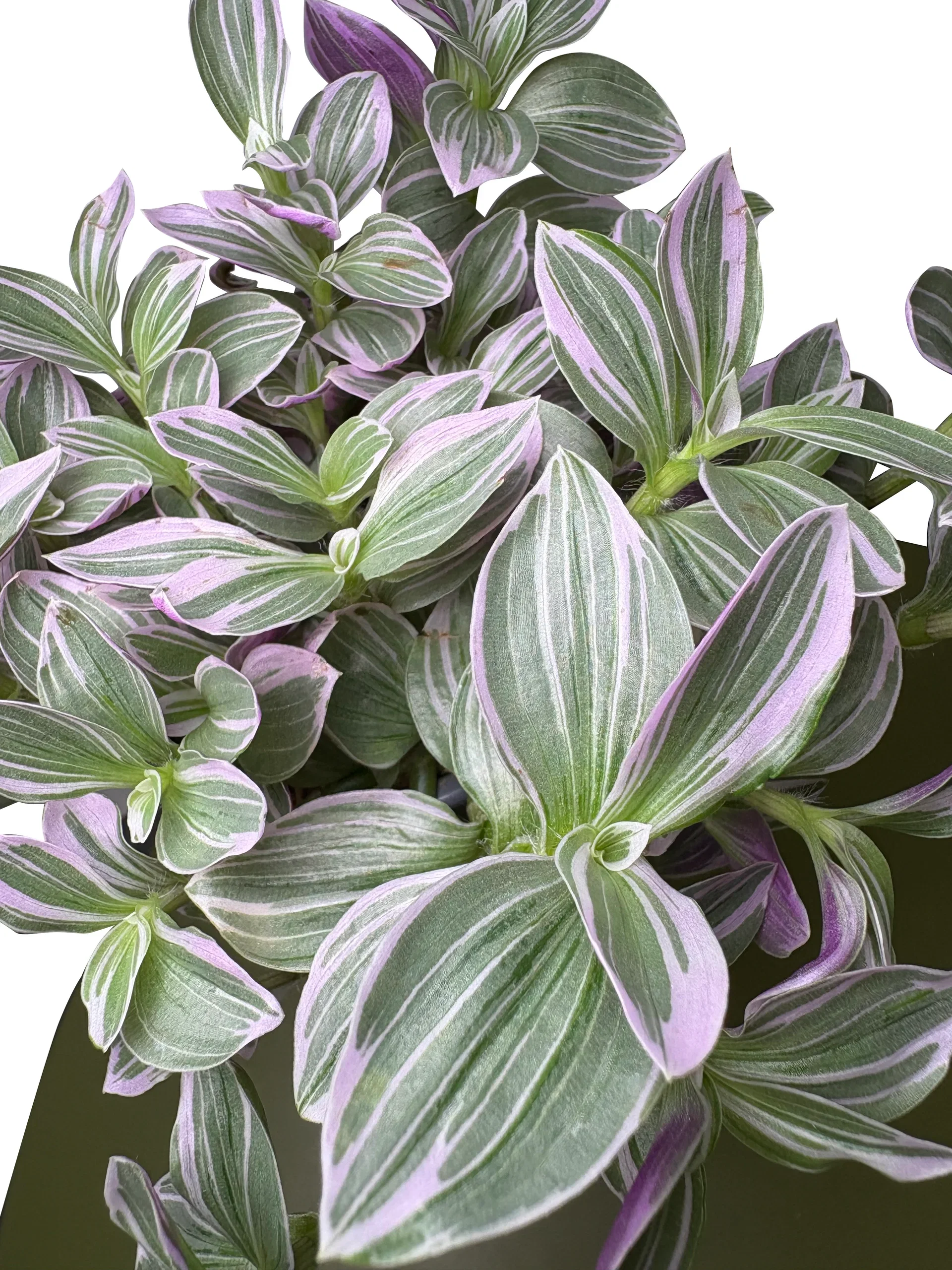 Tradescantia 'Rosa Sunset'