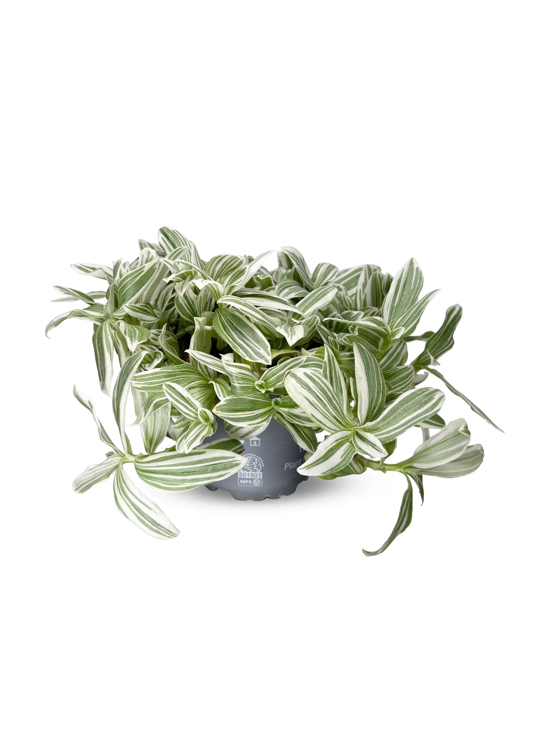 Tradescantia 'White Cobra'