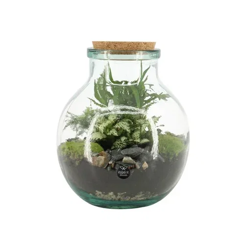 Terrarium arrangement 21cm in glas