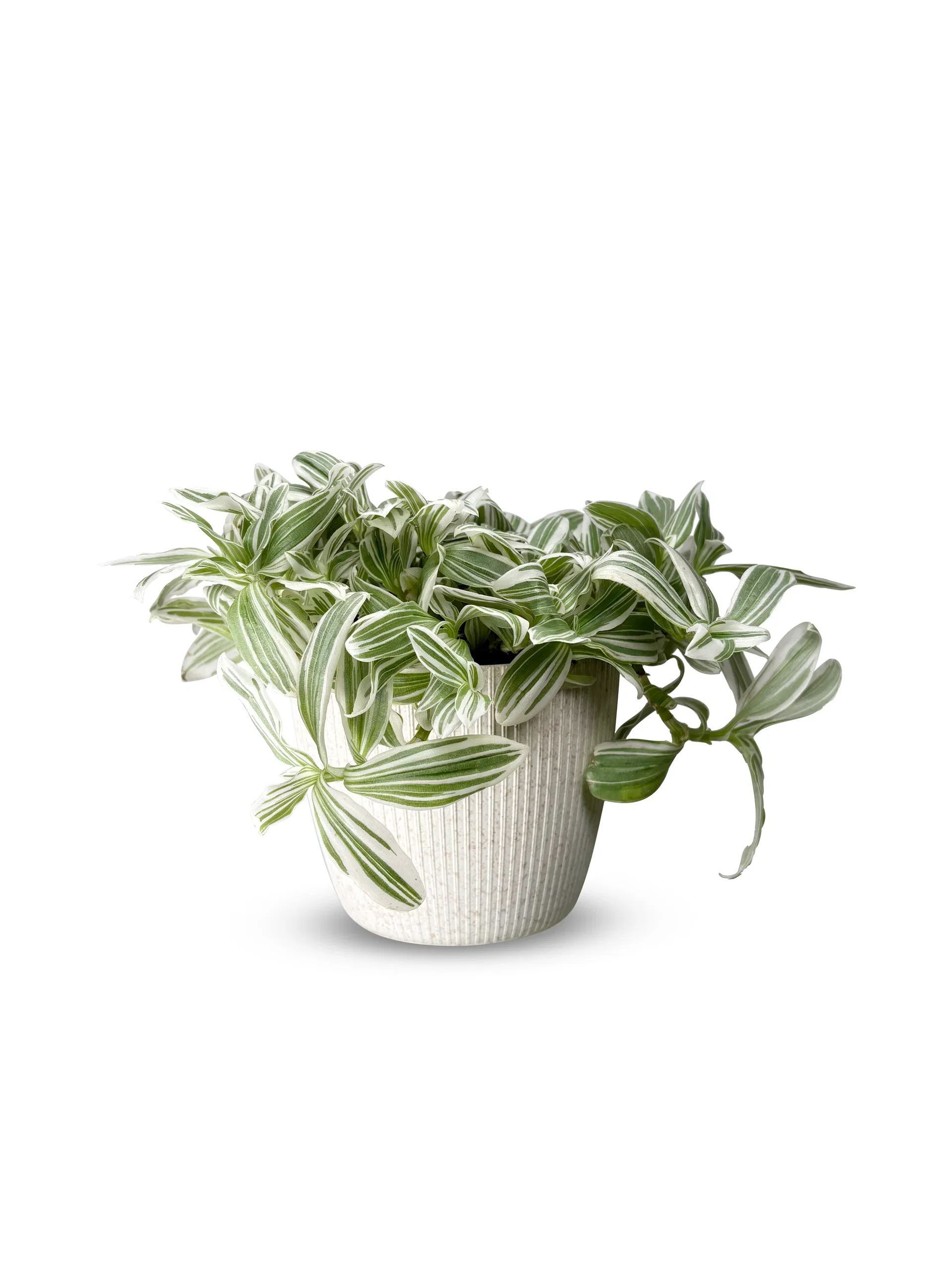 Tradescantia 'White Cobra'