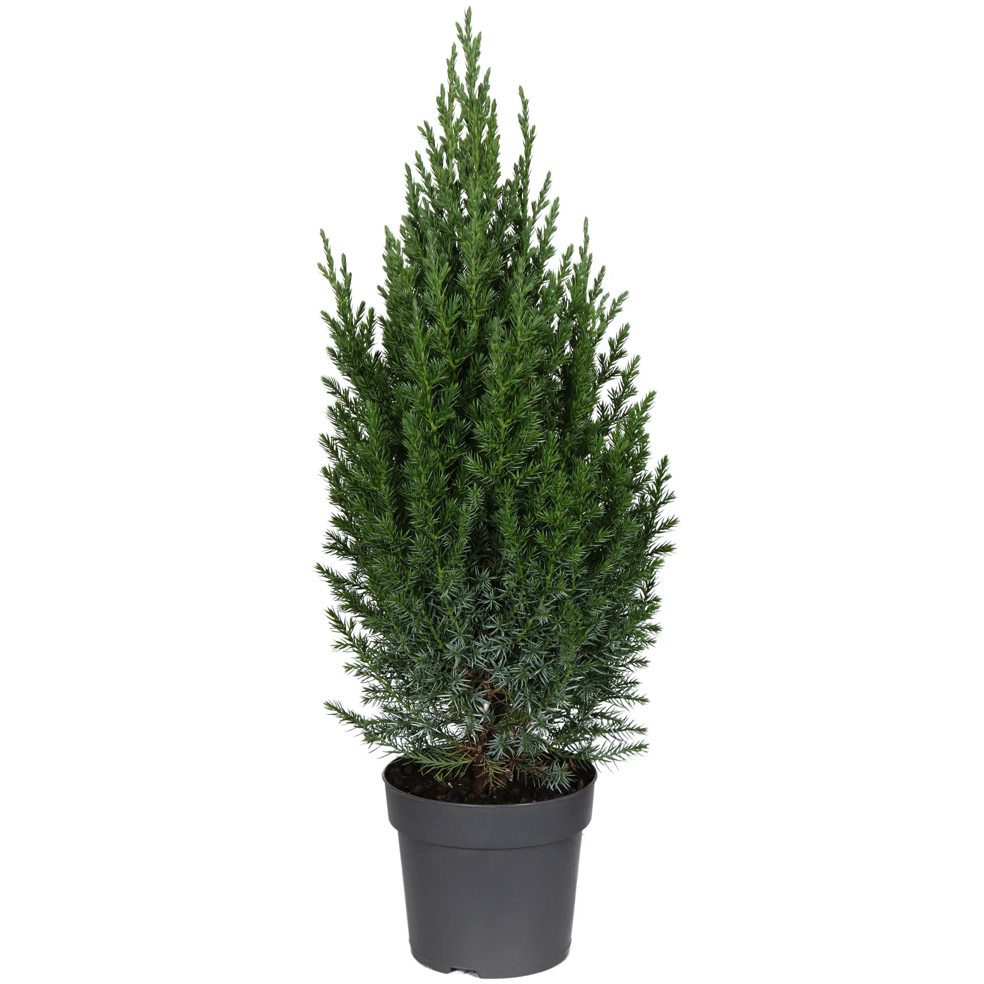 Juniperus chin. 'Stricta' 14 cm