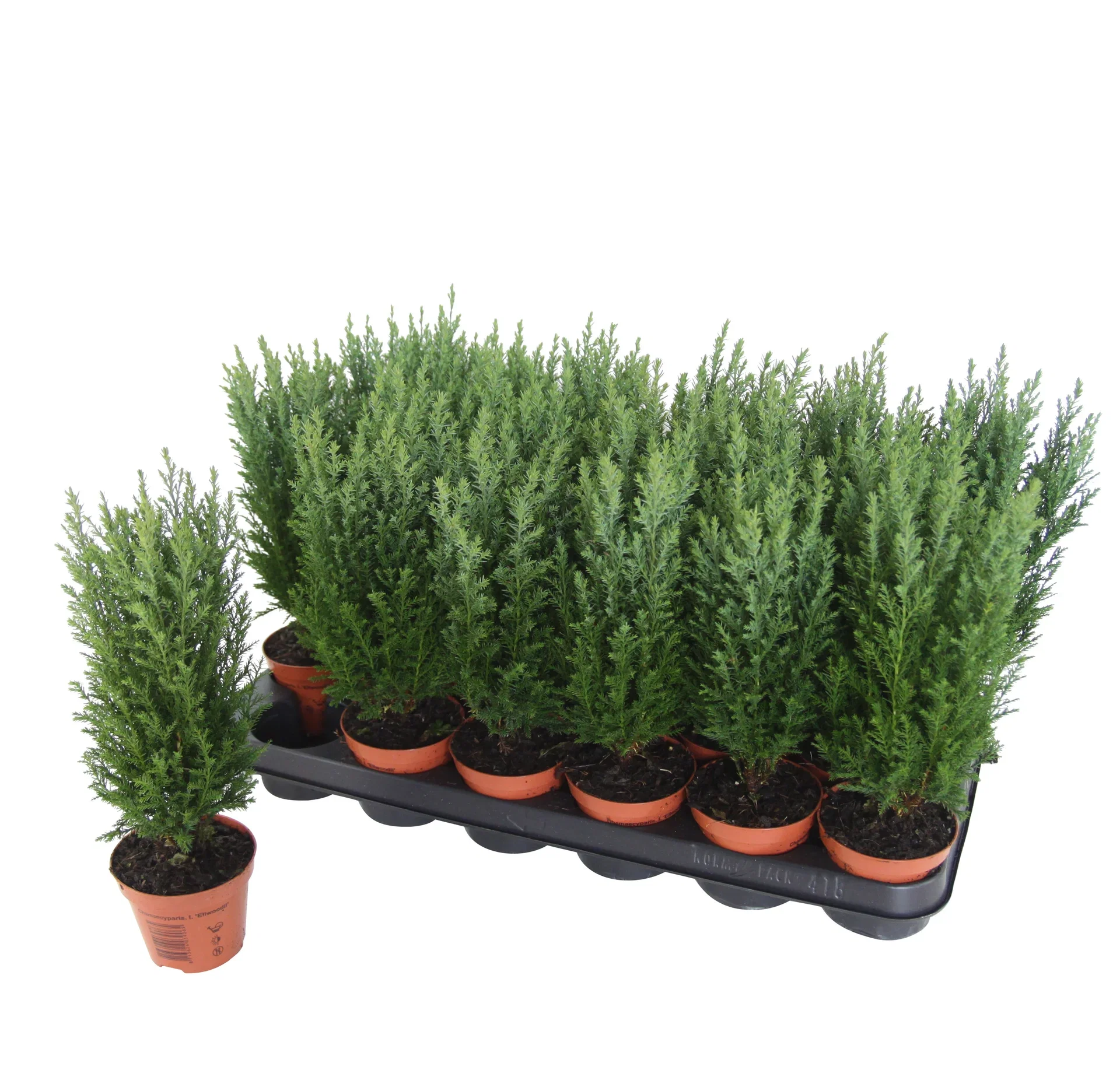 Chamaecyparis l. 'Ellwoodii' 9 cm