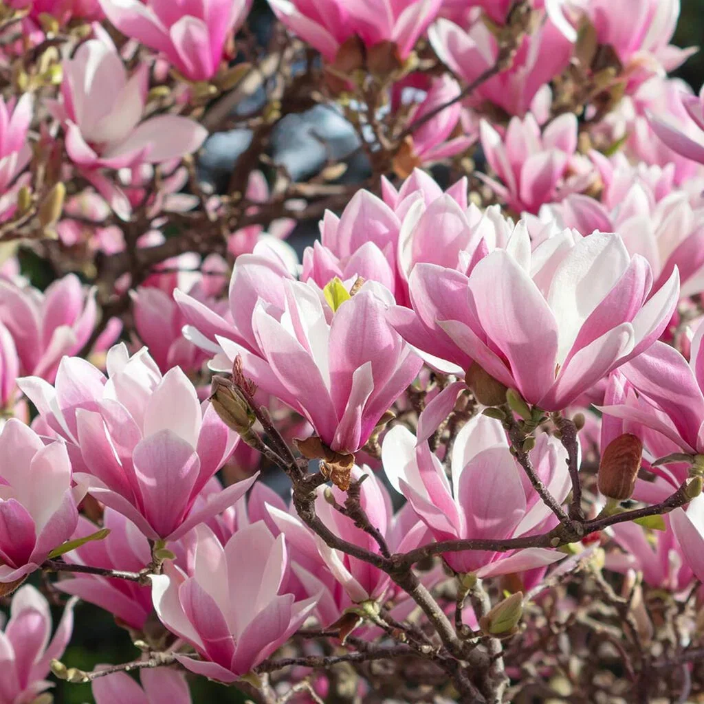 Magnolia – planting og stell