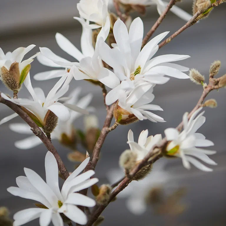 Magnolia – planting og stell