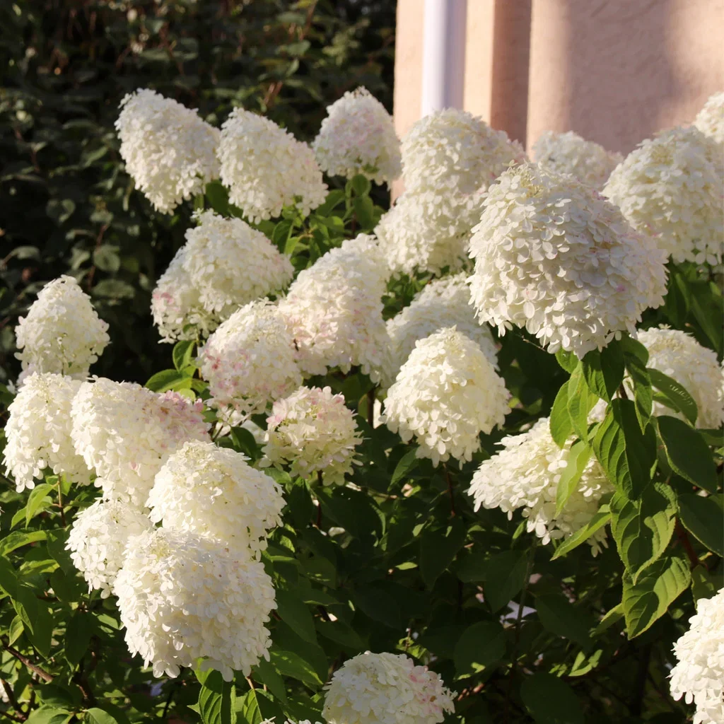 Hydrangea - planting and care