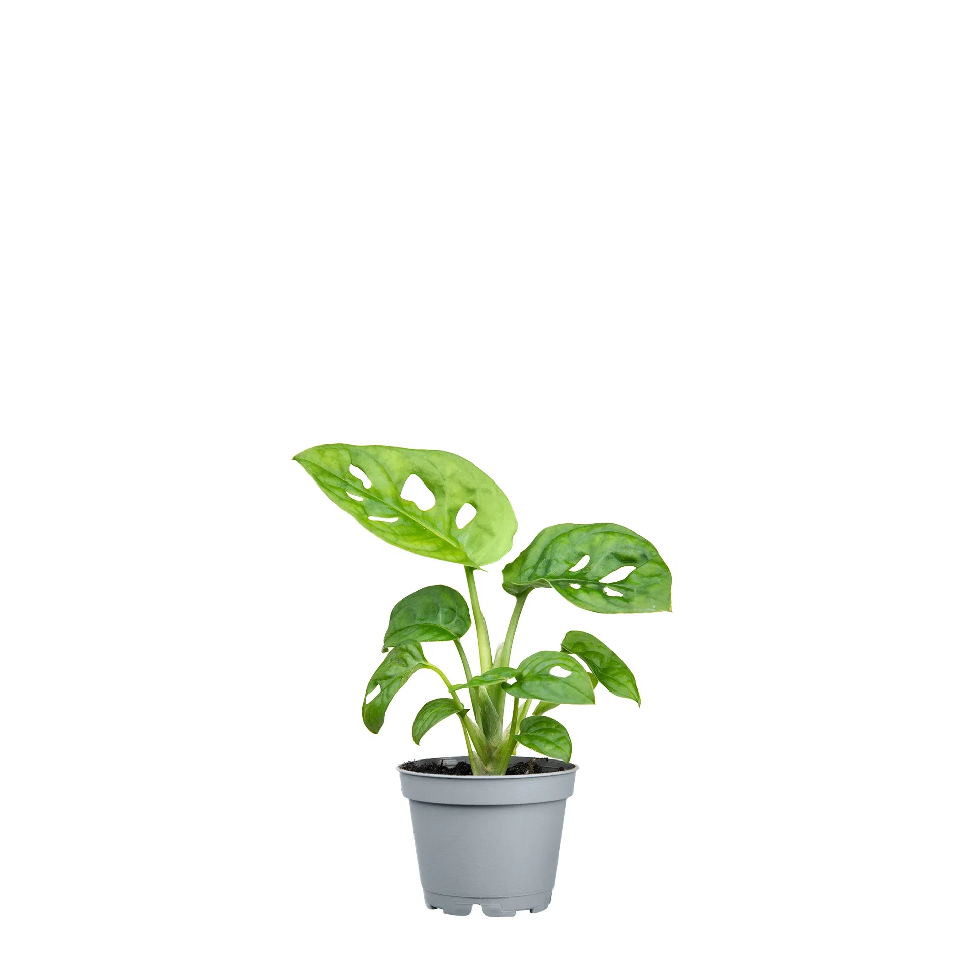 Monstera adansonii