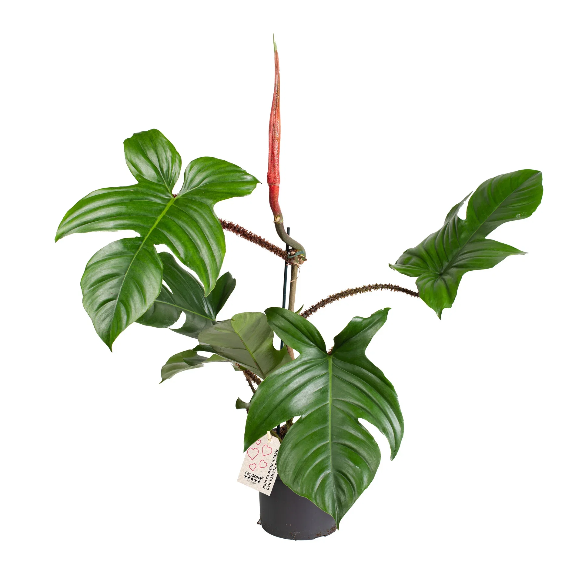 Philodendron squamiferum