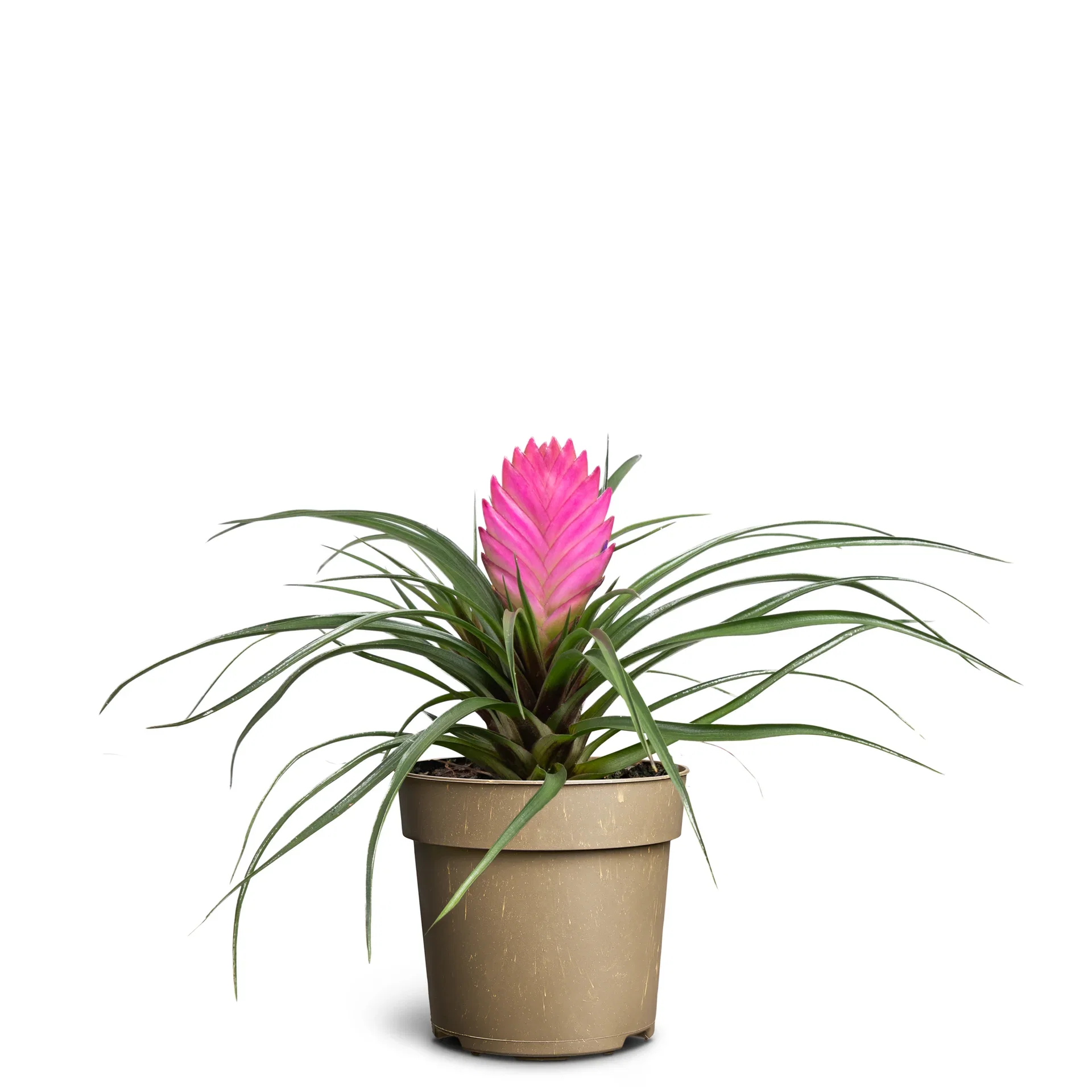 Tillandsia 'Vincent'