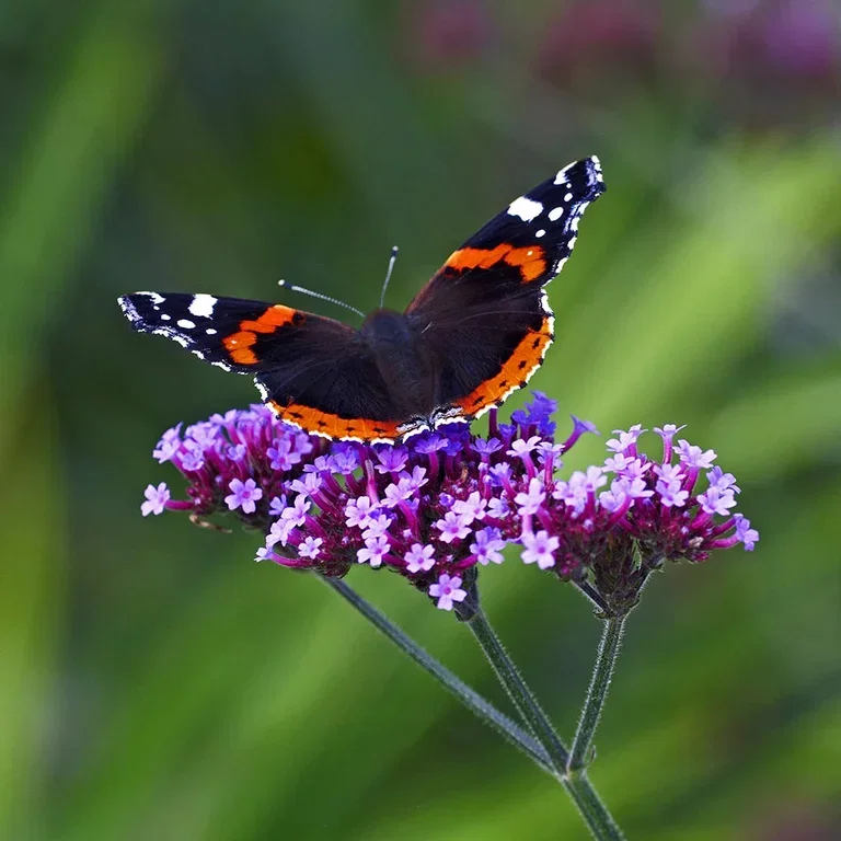Verbena bonariensis – planting and care