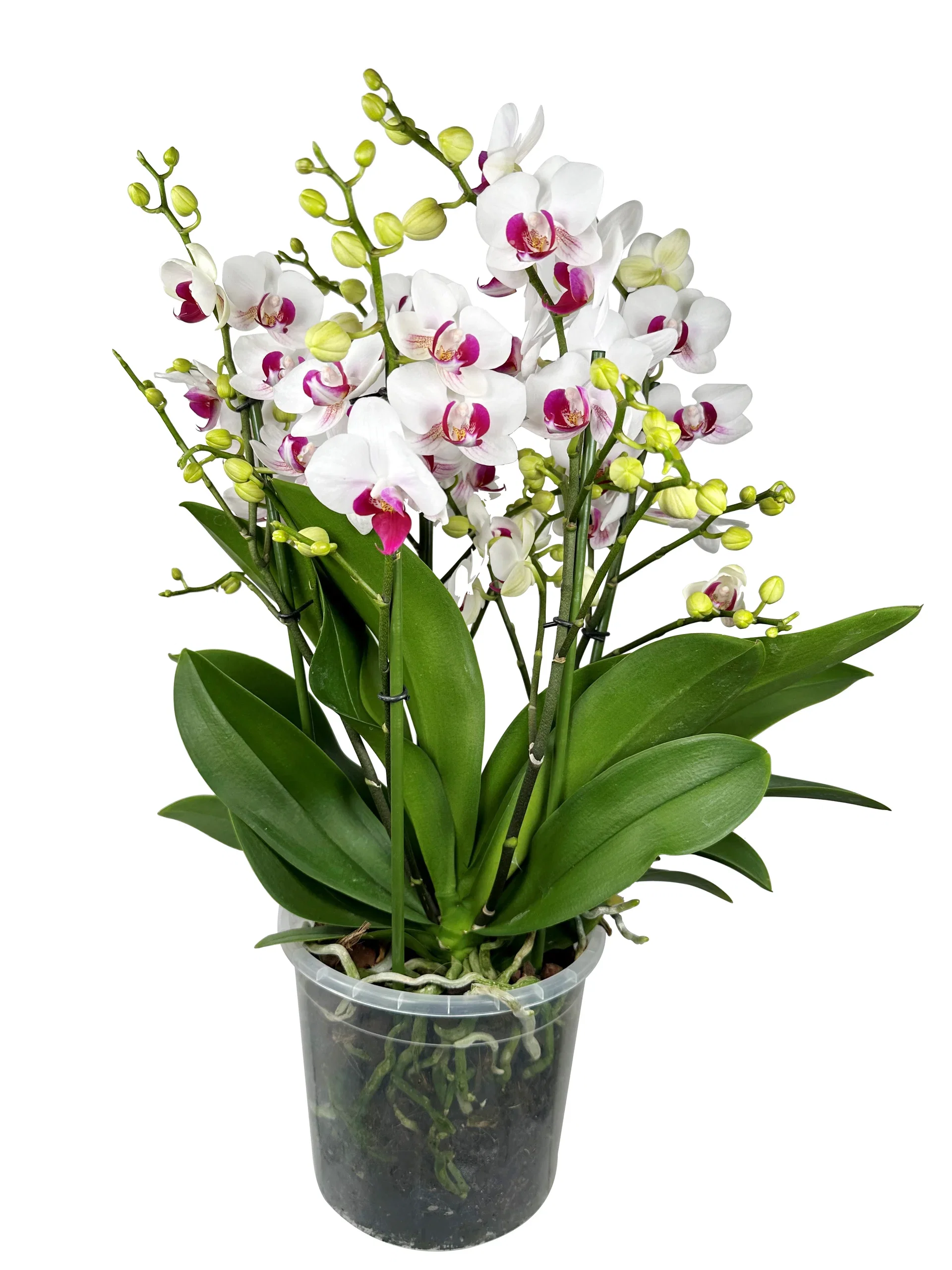 Phalaenopsis ‘Safe Haven’