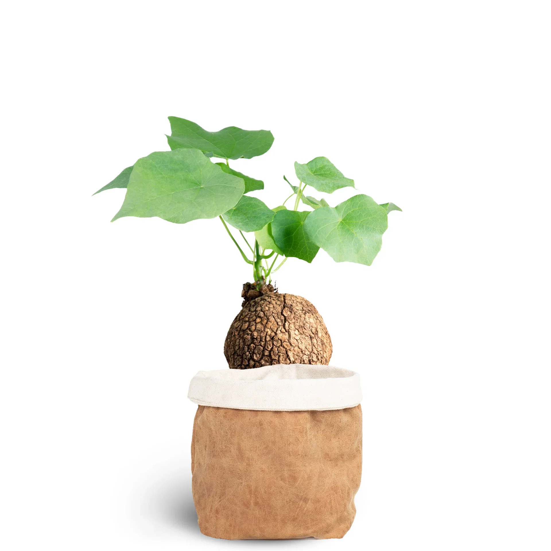 Grønn plante i potte