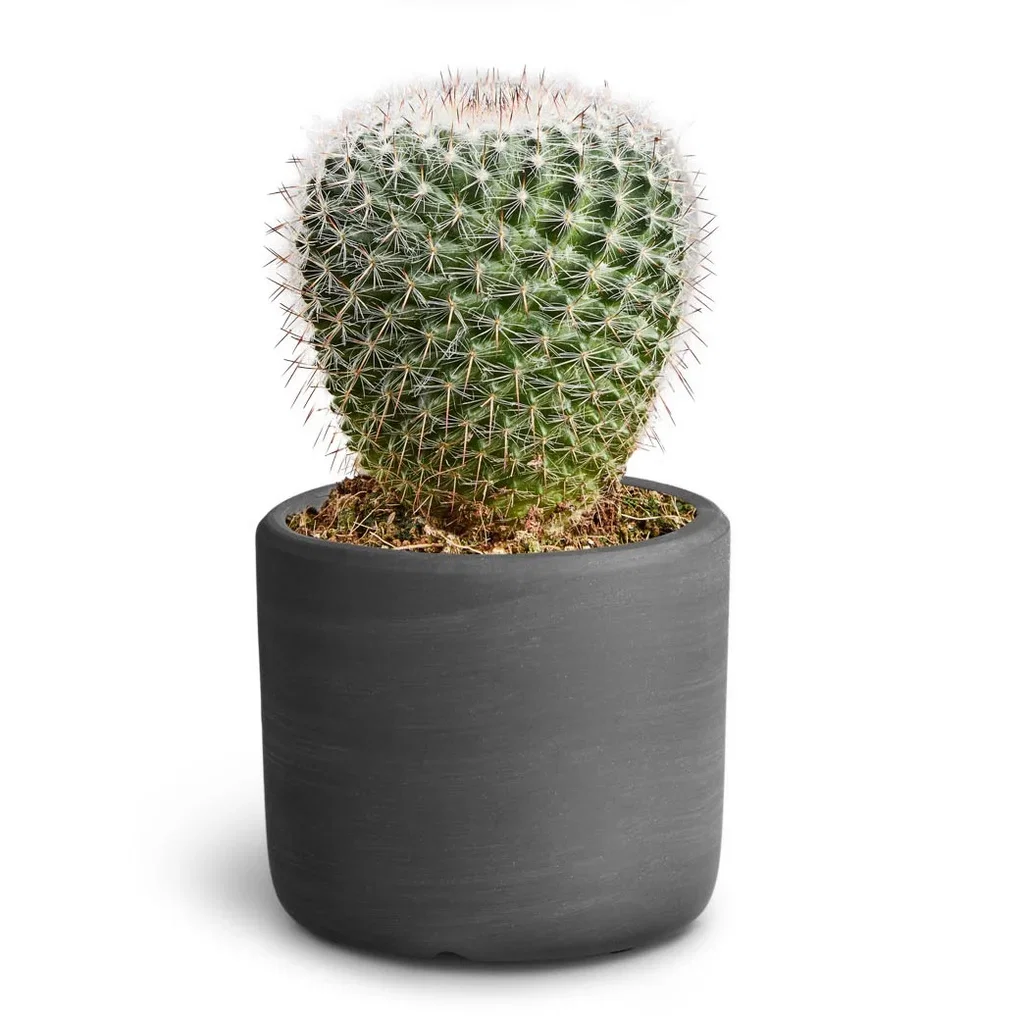 Cactus in pot