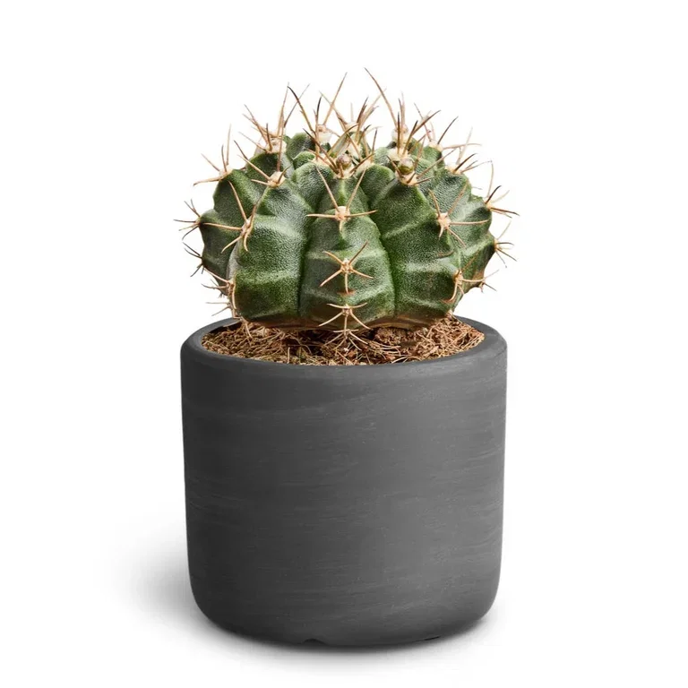Cactus in pot