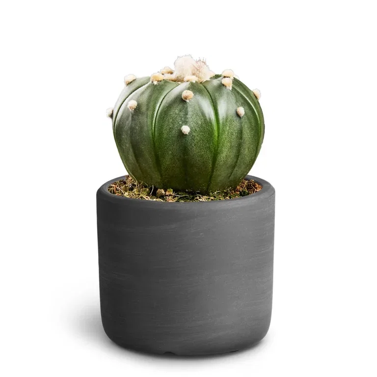 Cactus in pot