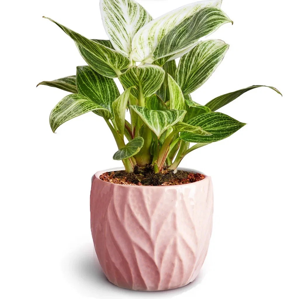 Green plant in pot