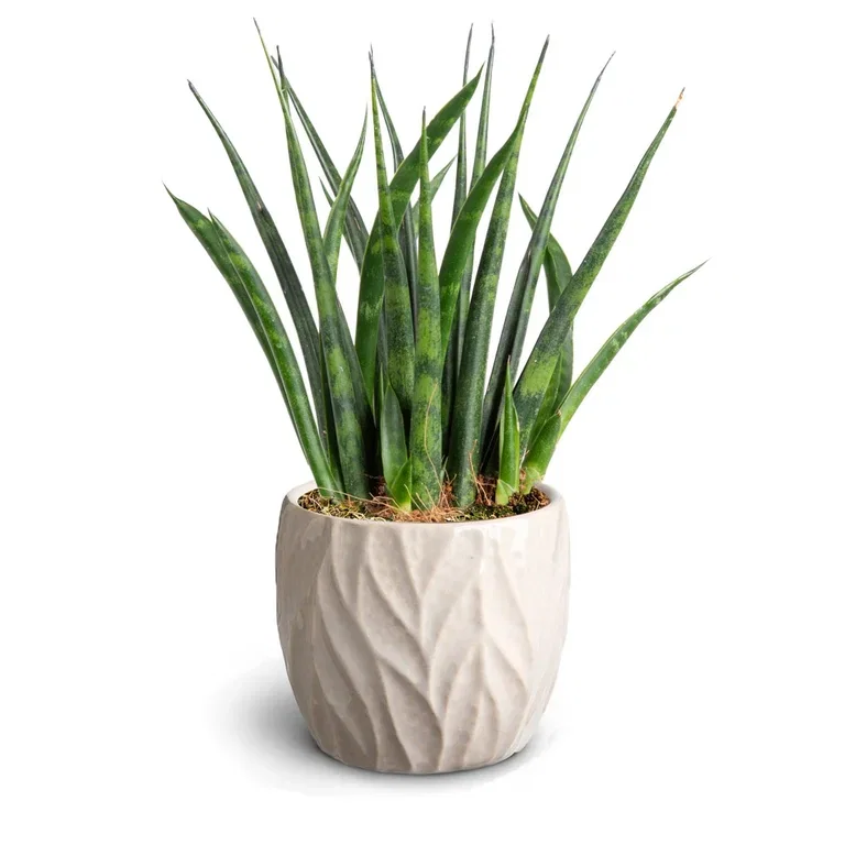 Sansevieria i potte