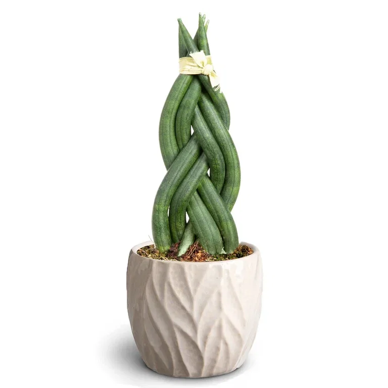 Sansevieria i potte