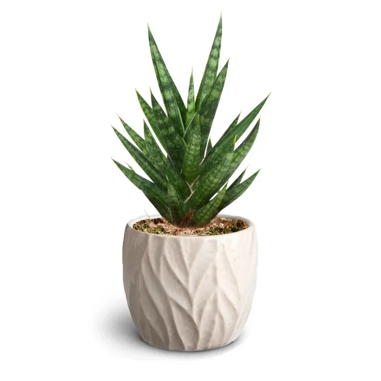 Sansevieria i potte