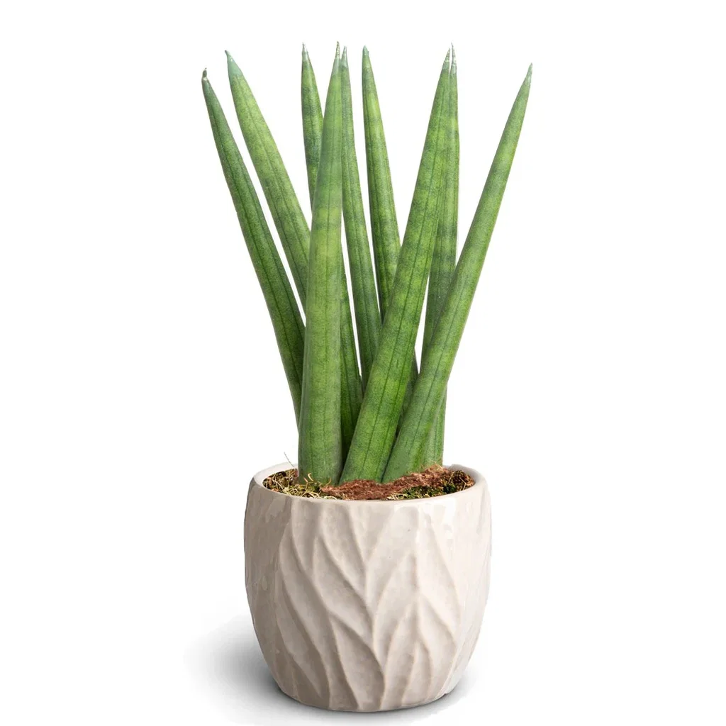Sansevieria i potte