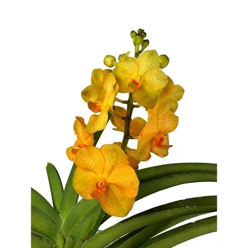 Vanda i glasspotte