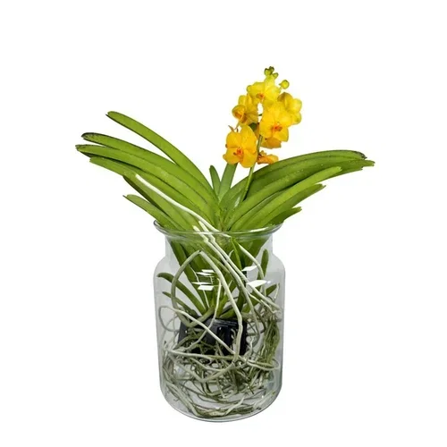 Vanda i glasspotte