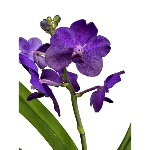 Vanda i glasspotte