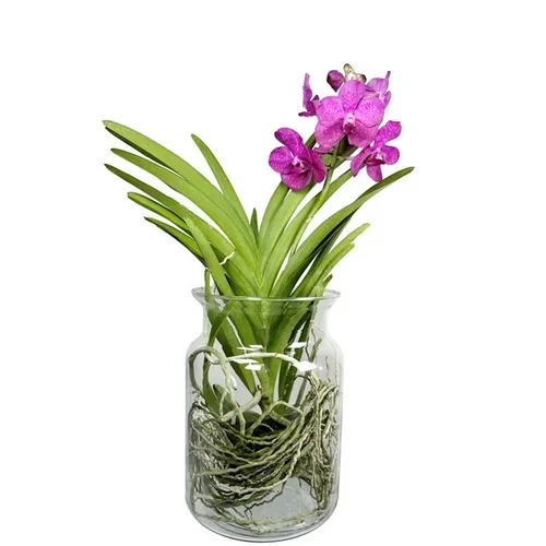 Vanda i glasspotte